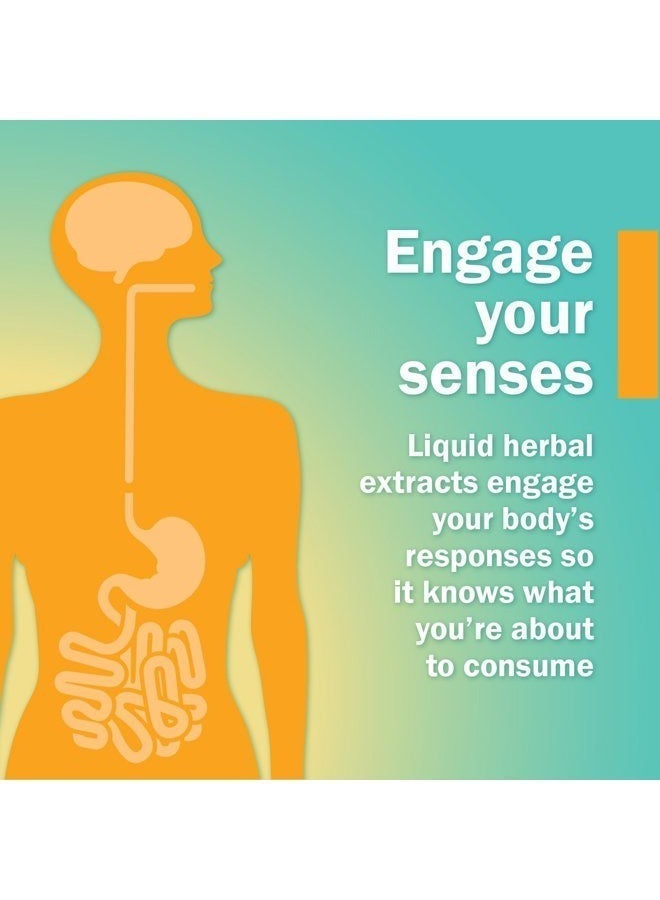 HERB PHARM Eleuthero Root Liquid Glycerite for Energy and Stamina, Alcohol-Free Glycerite, 1 Fl Oz - Image 4